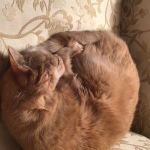 Meet your Posher, Lindsay